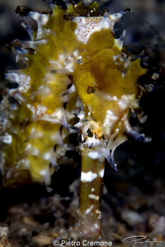 Thorny Seahorse by Pietro Cremone 
