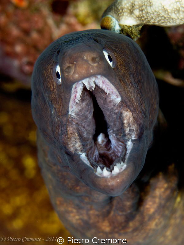 Shout! by Pietro Cremone 
