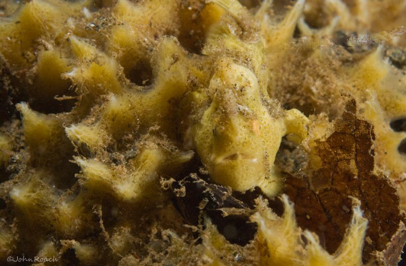 Night dive frog fish thanks to the sharp eyes of Ketut! by John Roach 