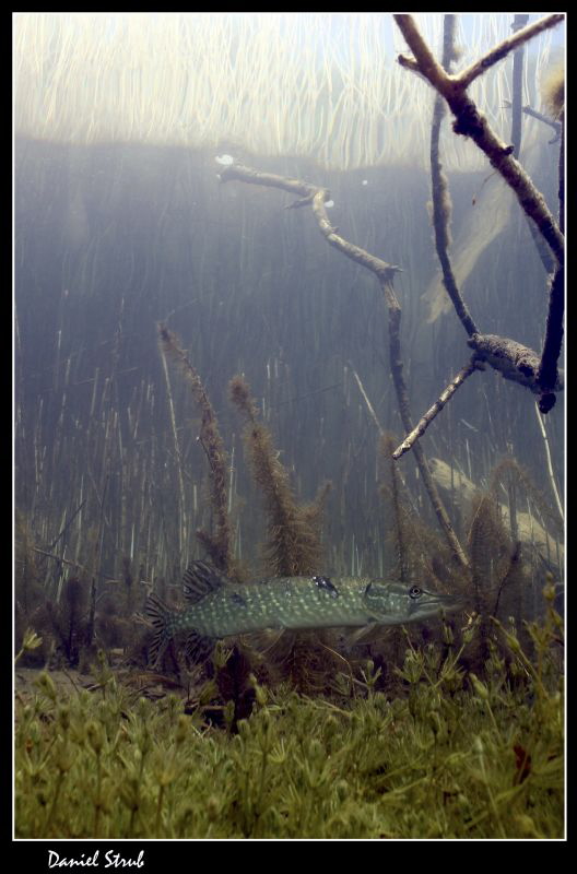 Wonderfull diving in a small pond :-D by Daniel Strub 