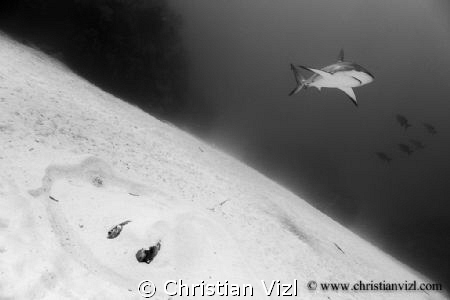Stingray hidden in the sand and Caribbean Reef Shark swim... by Christian Vizl 