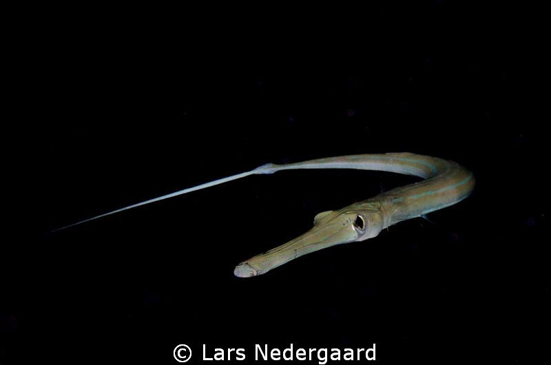These were noumerous in the Nakari housereef; often fairl... by Lars Nedergaard 