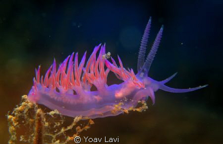 Flabellina affinis
Canon S100, Epoque macro lens by Yoav Lavi 