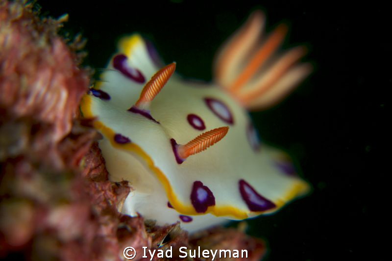 Nudibranch (no crop) by Iyad Suleyman 