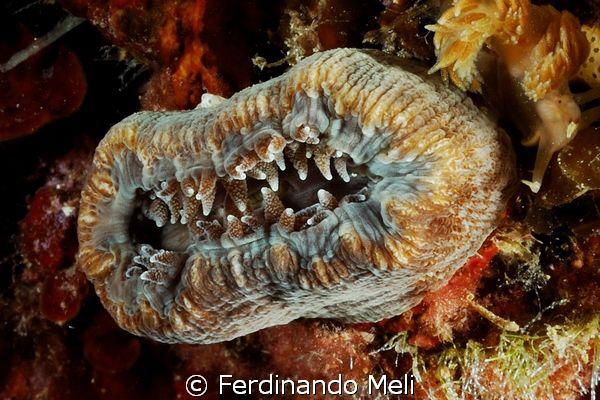 Coral in the Mediterranean sea. by Ferdinando Meli 