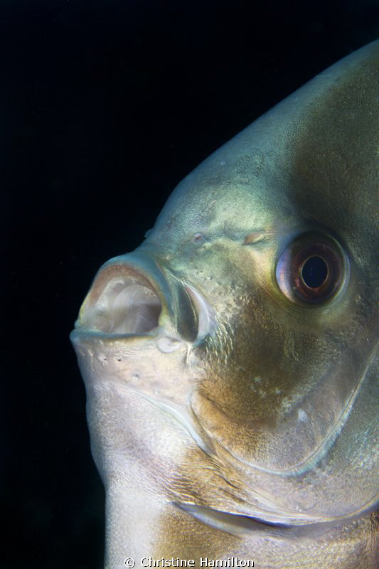 "O Sole Mio"....the singing Batfish by Christine Hamilton 