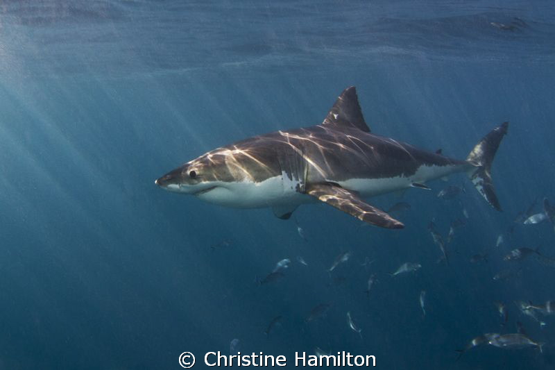 Great White in the Sunlight by Christine Hamilton 