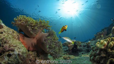 in the air by Anthony Smith 