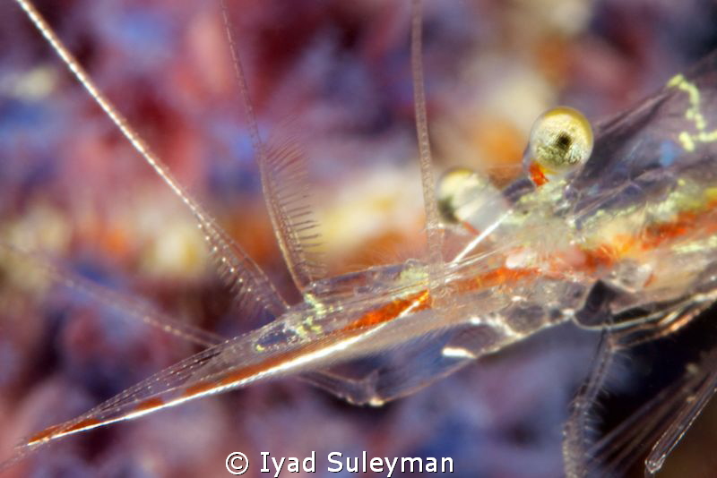 Portrait of Shrimp by Iyad Suleyman 
