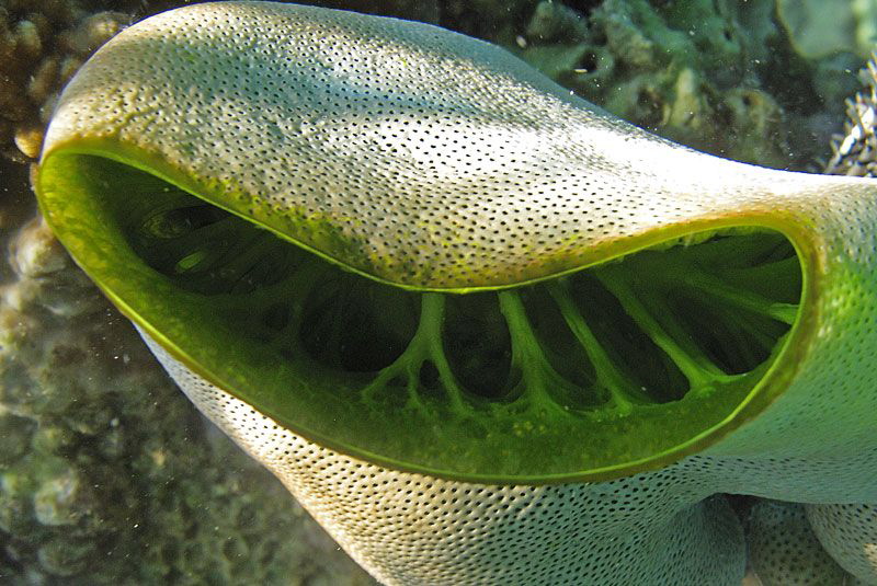 inside sea squirt by Chris Krambeck 