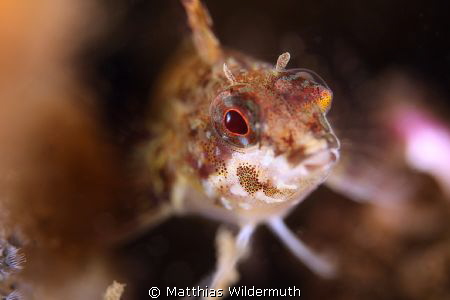 Threefin on a shoredive, size 2 cm
CanonD500 60 mm macro... by Matthias Wildermuth 
