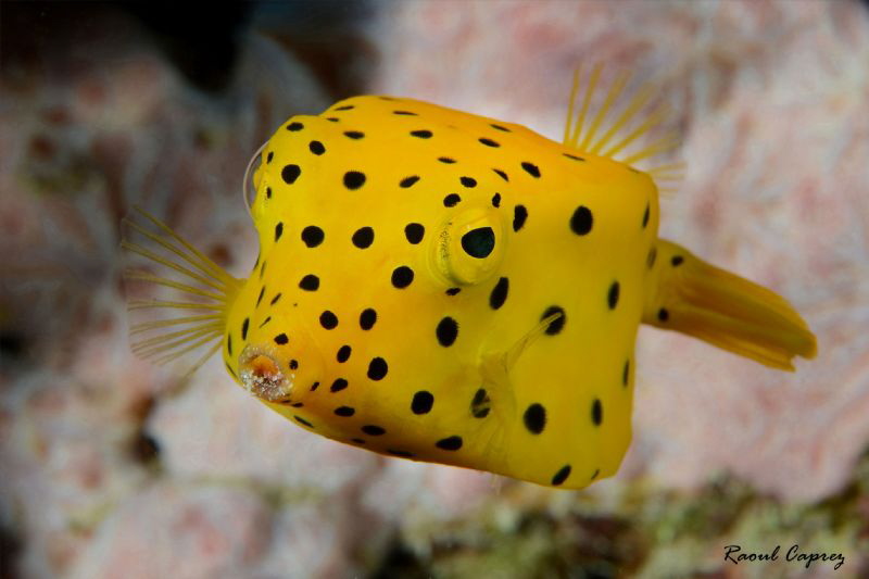 Sugar kiss
(Ostracion cubicus juvenile) by Raoul Caprez 