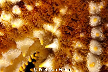 starfish by Peet Van Eeden 