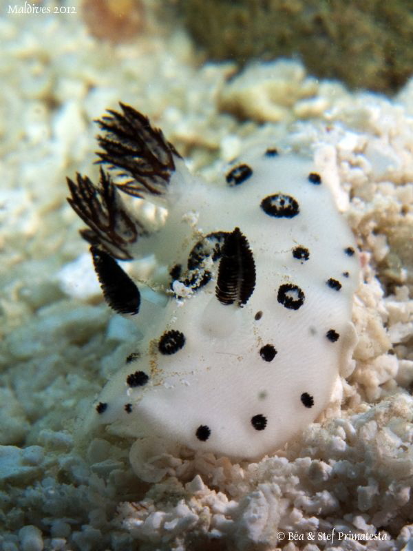 Jorunna funebris. by Stéphane Primatesta 