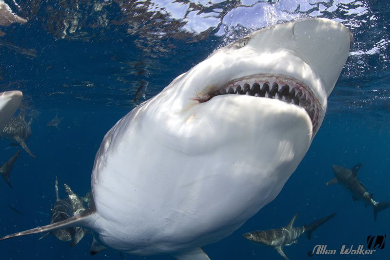 In your face! by Allen Walker 