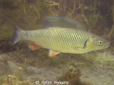 Leuciscus leuciscus by Peter Sykora 