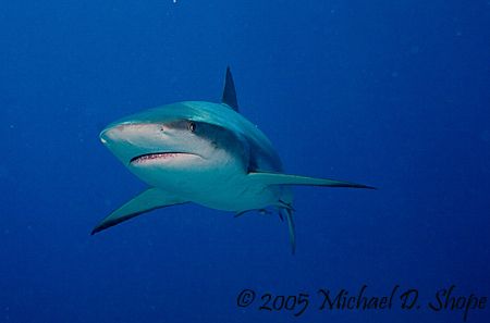 Caribbean Reef Shark doing a swim by in the Bahamas. Take... by Michael Shope 
