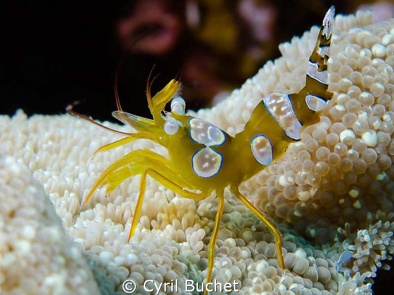 60mm F/16, 1/125 by Cyril Buchet 
