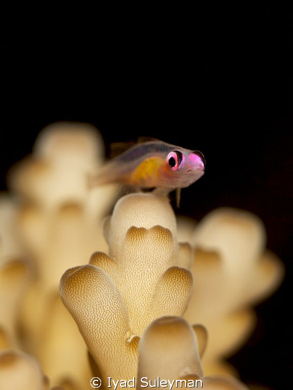 Purple-eyed Goby by Iyad Suleyman 