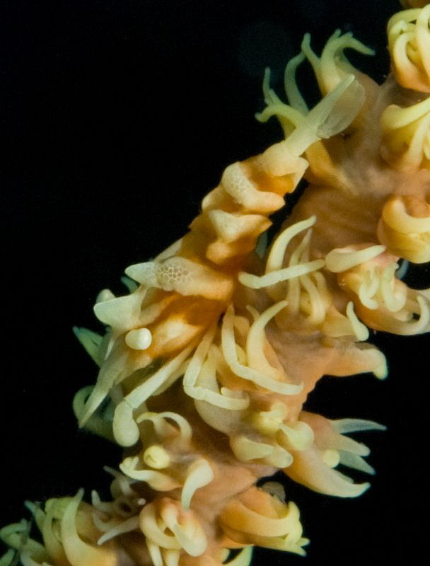 Wire Coral shrimp
Uh oh a burp! by John Roach 