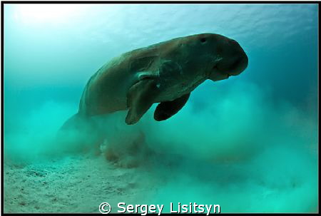 Sea cow. by Sergey Lisitsyn 