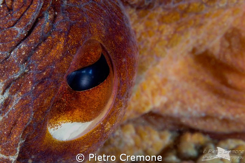 I'm watching you! by Pietro Cremone 