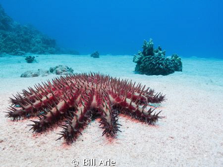 Crown of Thorns.  Big Island, HI.  Canon G10. by Bill Arle 