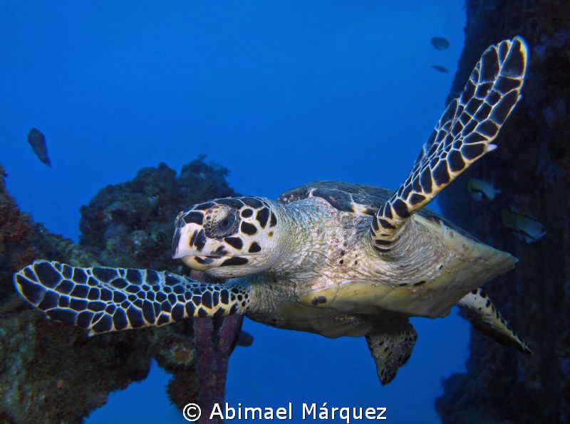 The flight of a turtle by Abimael Márquez 