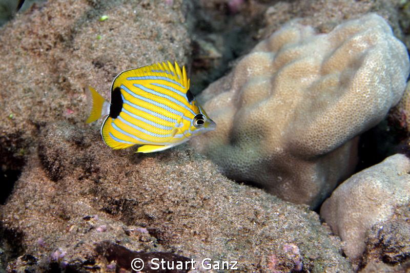 Juvenile bluestripe butterfly fish by Stuart Ganz 