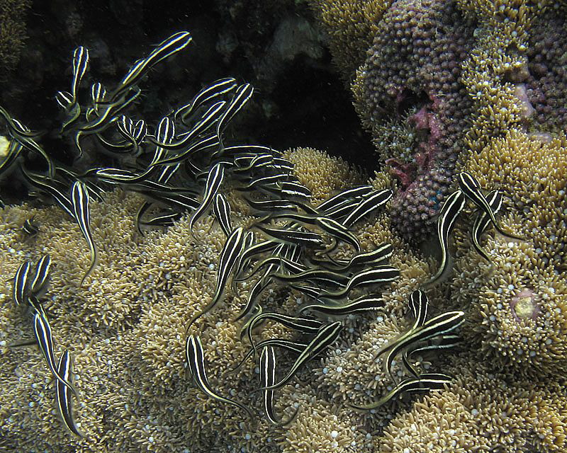 Juvenile eel catfishes 
(Plotosus lineatus)
scouring co... by Chris Krambeck 