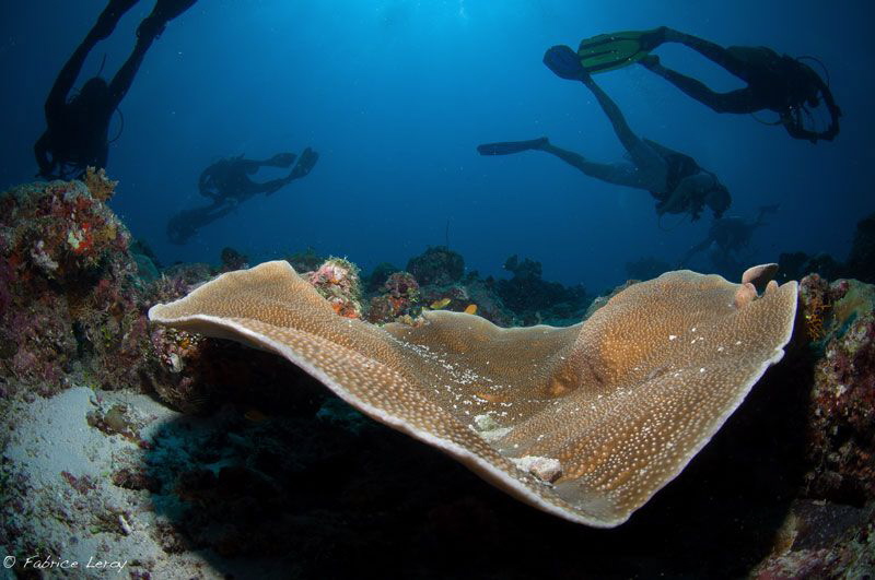 Divers around the table by Fabrice Leroy 