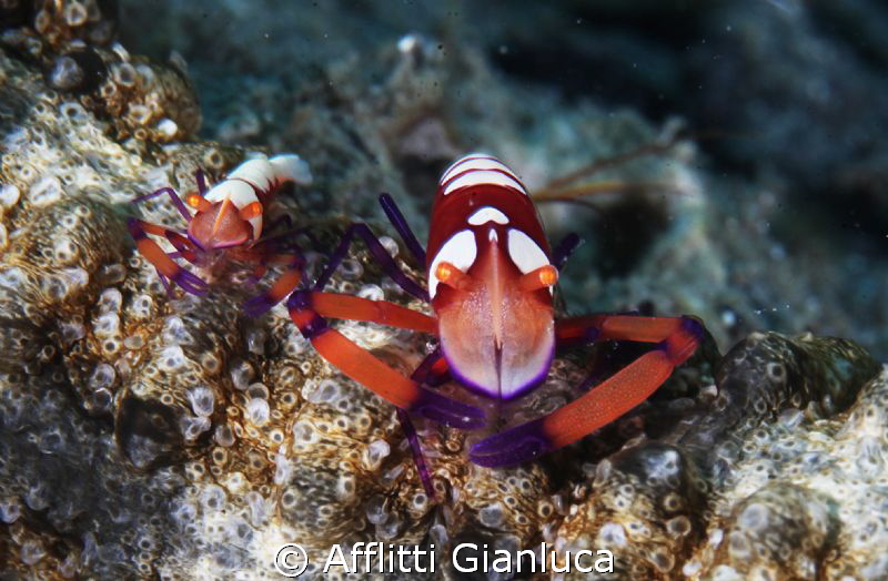 imperator brothers by Afflitti Gianluca 