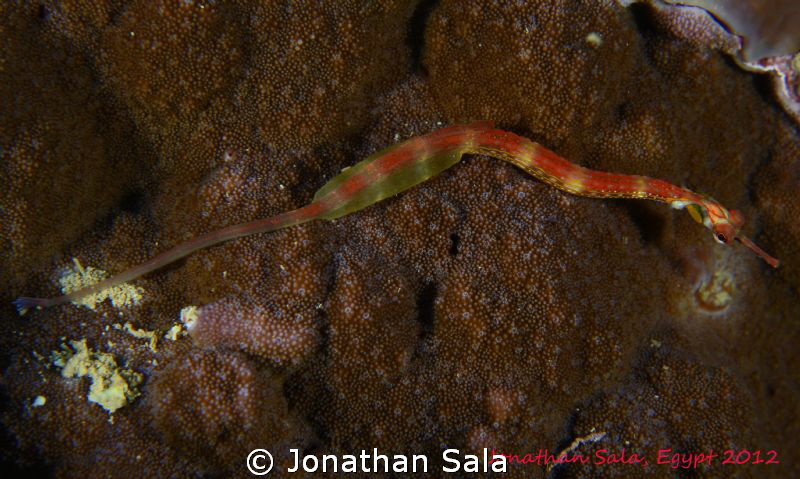Black Breasted Pipefish

 by Jonathan Sala 