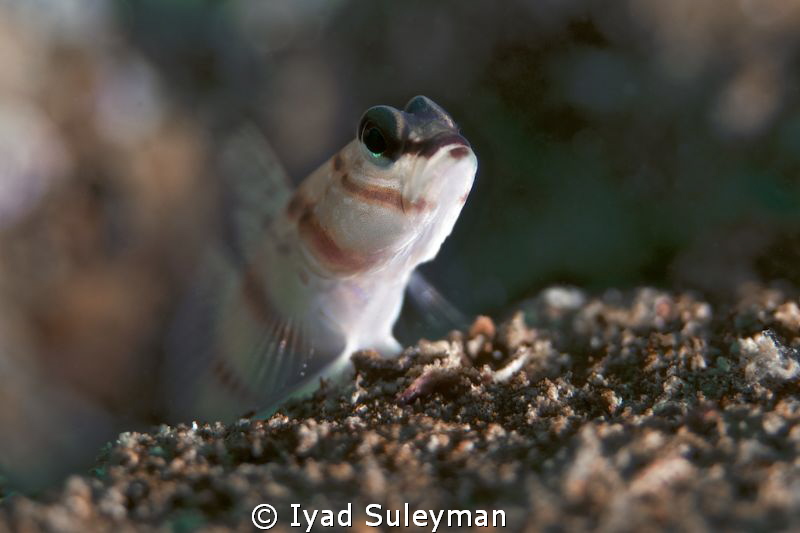 Goby by Iyad Suleyman 