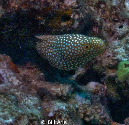 White mouth moray.  Big Island, Hawaii by Bill Arle 