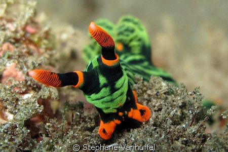Nembrotha Kubaryana from Amed East-Bali
Canon G10 Seatoo... by Stephane Vanhuffel 