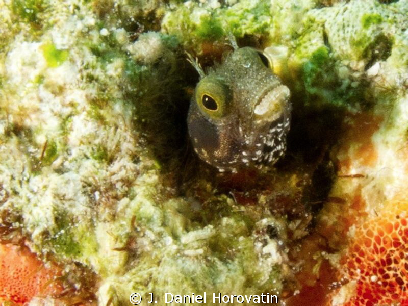 Secretary tube blenny peering out of its wormhole by J. Daniel Horovatin 