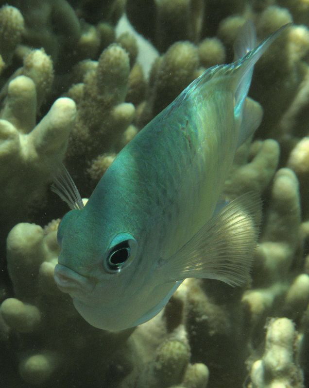 green damselfish by Chris Krambeck 