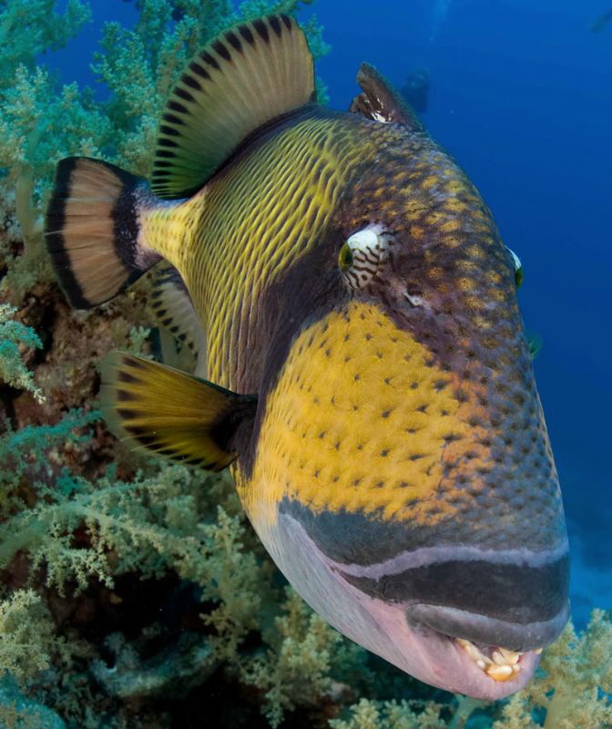 titan trigger-fish trying to bite the dome !!! by Fabrice Leroy 