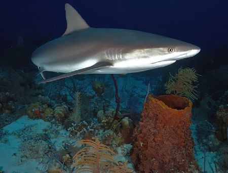 A little shark action in Turks & Caicos. Taken with Nik D... by Beverly Speed 