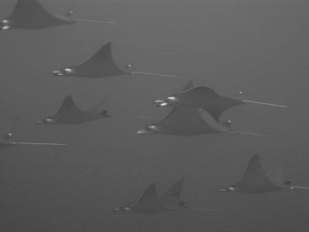 jet fighters. by Adam Hew 