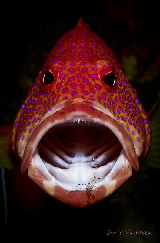 Bigmouth by Doris Vierkoetter 