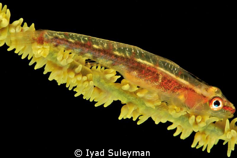 Whip goby by Iyad Suleyman 