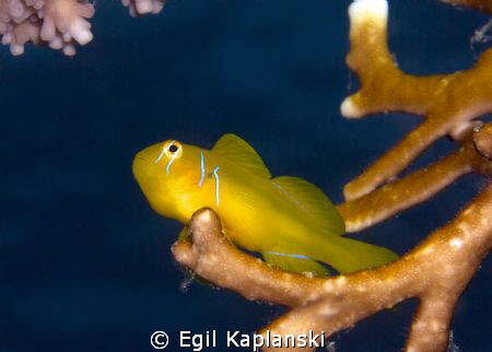 Lemon Goby, if I remembered the right name. Taken North o... by Egil Kaplanski 