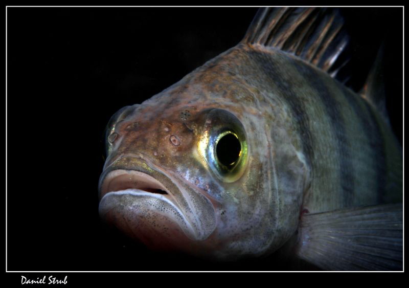 Close-up of a beautiful Pearch :-D by Daniel Strub 