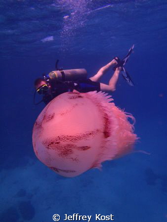 Jellyfish and diver by Jeffrey Kost 