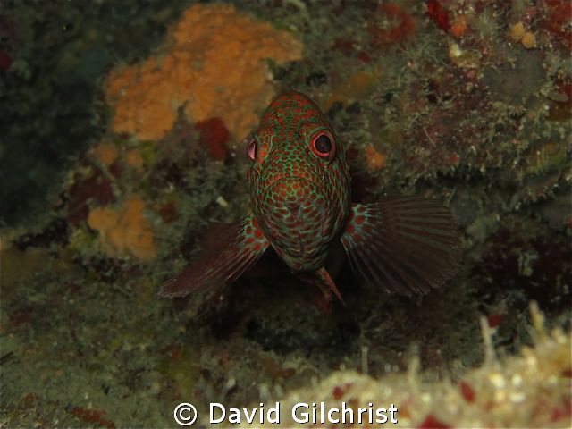 I've got my eye on you! by David Gilchrist 
