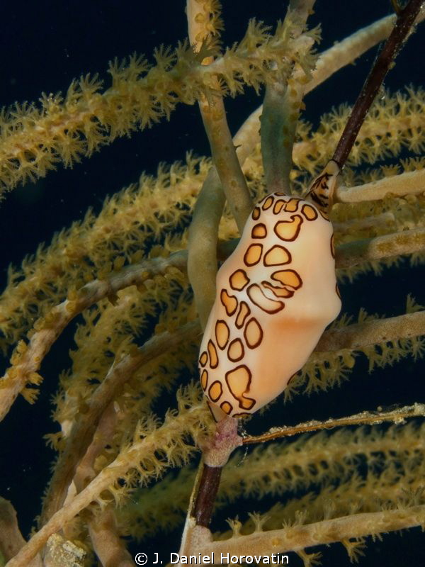 Flamingo tongue by J. Daniel Horovatin 