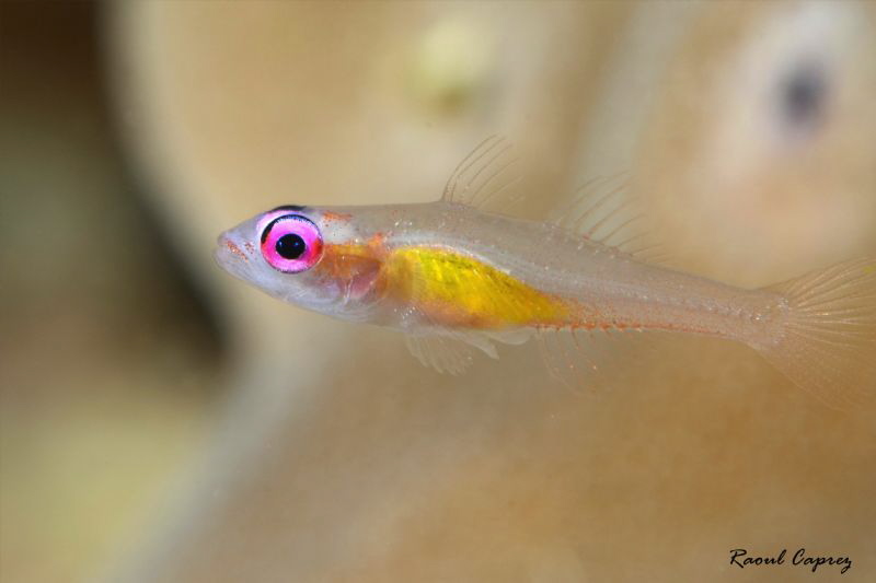 Little swimmer
(1cm) by Raoul Caprez 