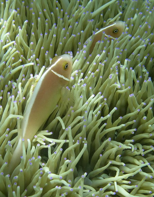 pink skunk clownfishes
in leather anemone by Chris Krambeck 